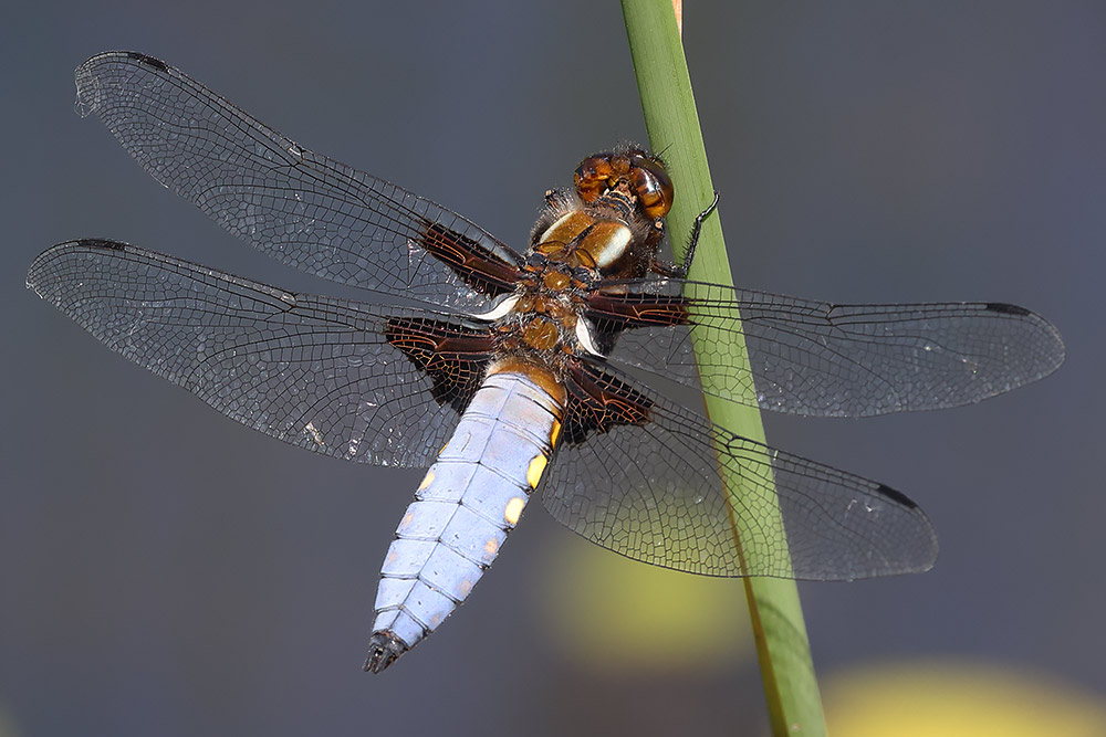 broad-bellied chaser